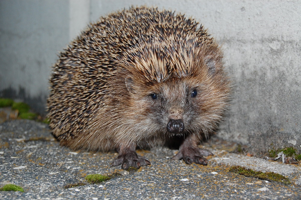 Igel auf dem Hof