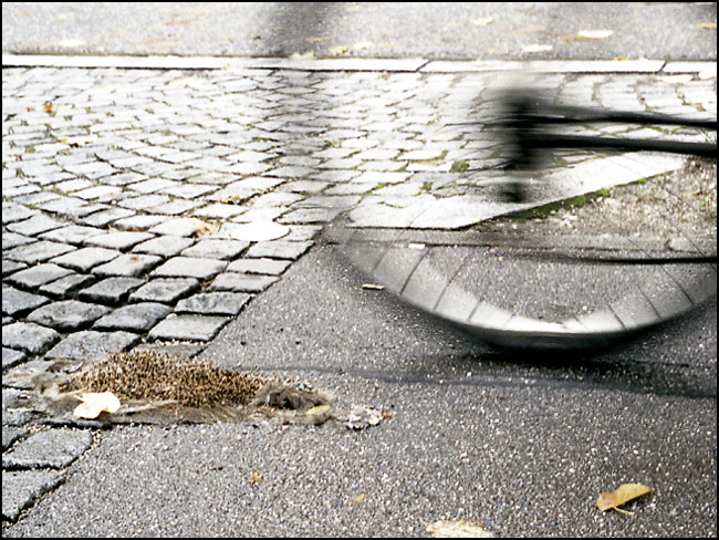 ::: Igel auf dem Radweg :::