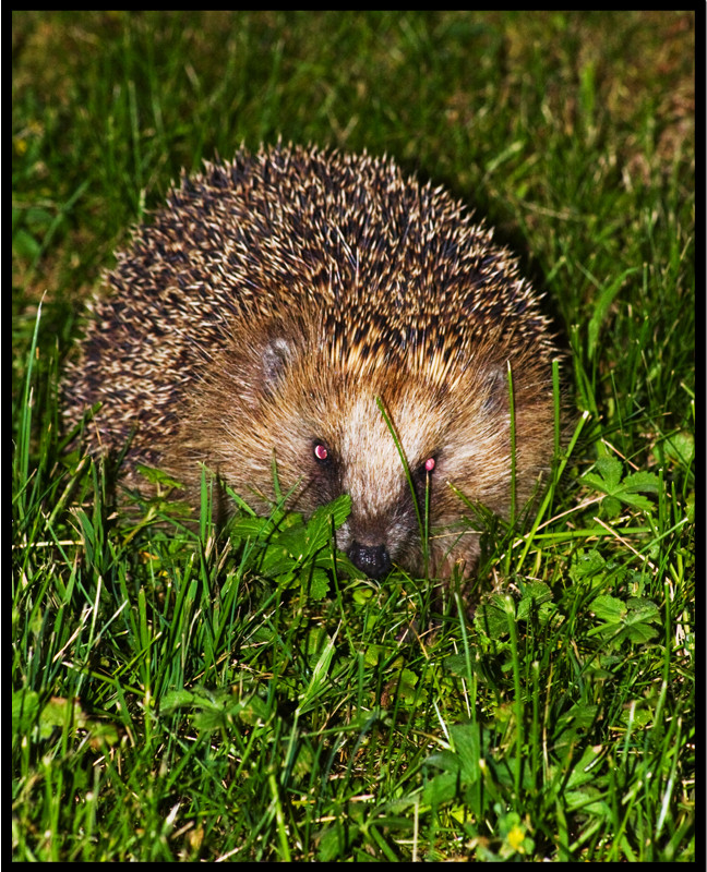 Igel auf der Nachtschicht