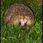 Igel auf der Nachtschicht