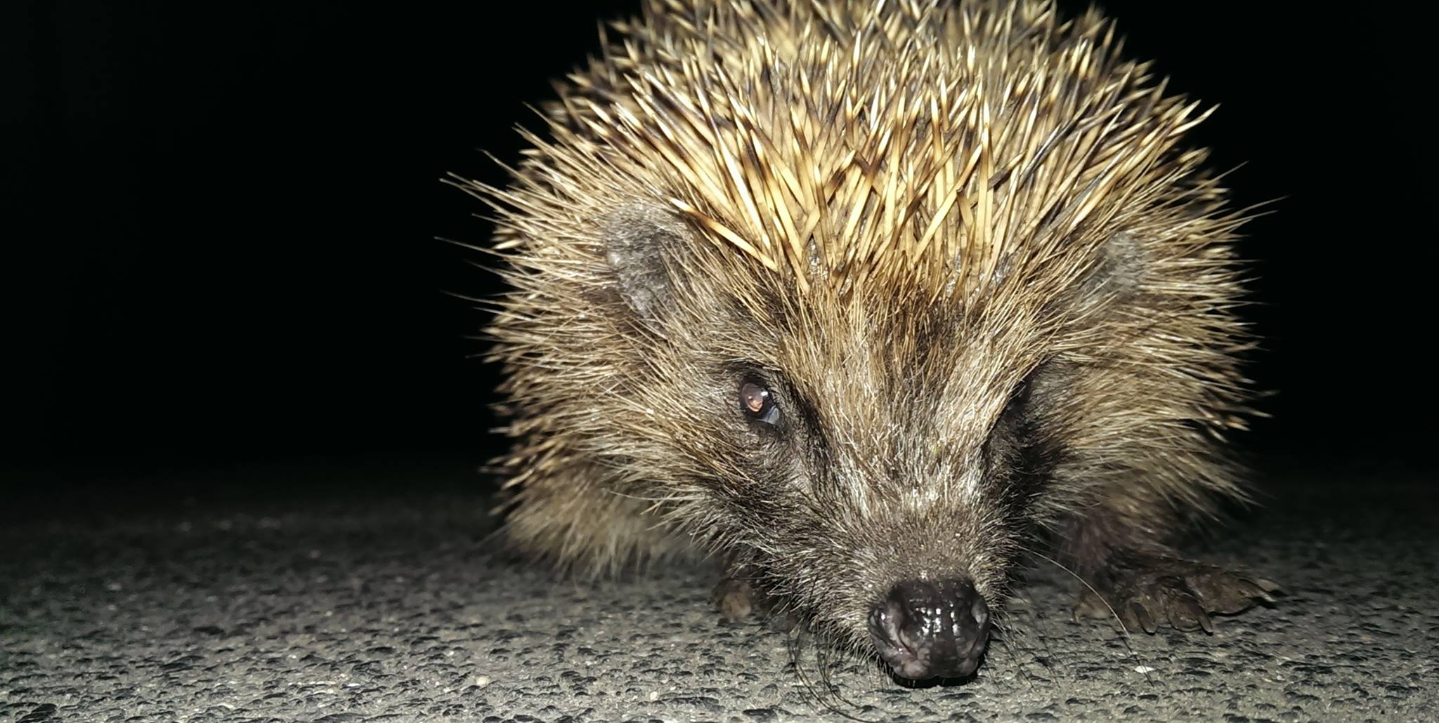 Igel auf der Straße