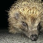 Igel auf der Straße