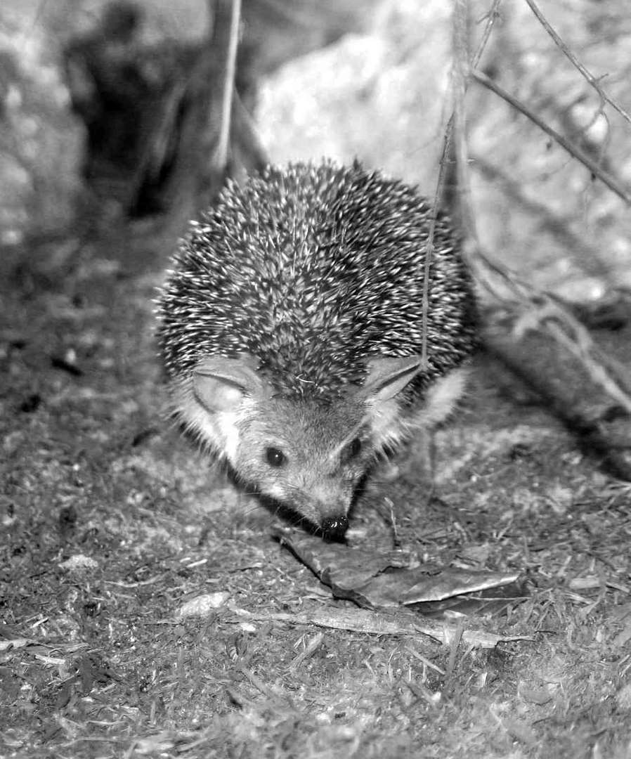 igel auf der Suche nach einem Schlafplatz