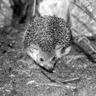 igel auf der Suche nach einem Schlafplatz