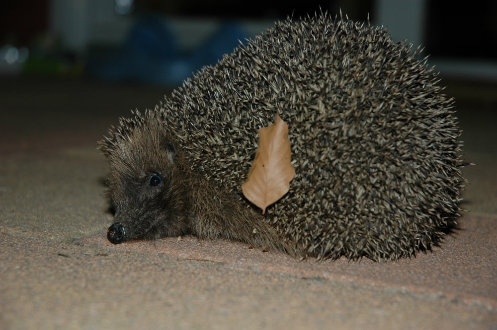 Igel auf der Terrasse