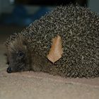 Igel auf der Terrasse