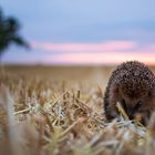 Igel auf einem Feld im Abendlicht