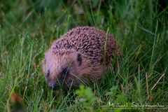 Igel auf Futtersuche