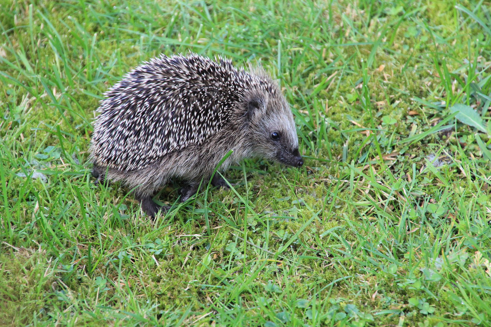 Igel auf Futtersuche