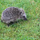 Igel auf Futtersuche