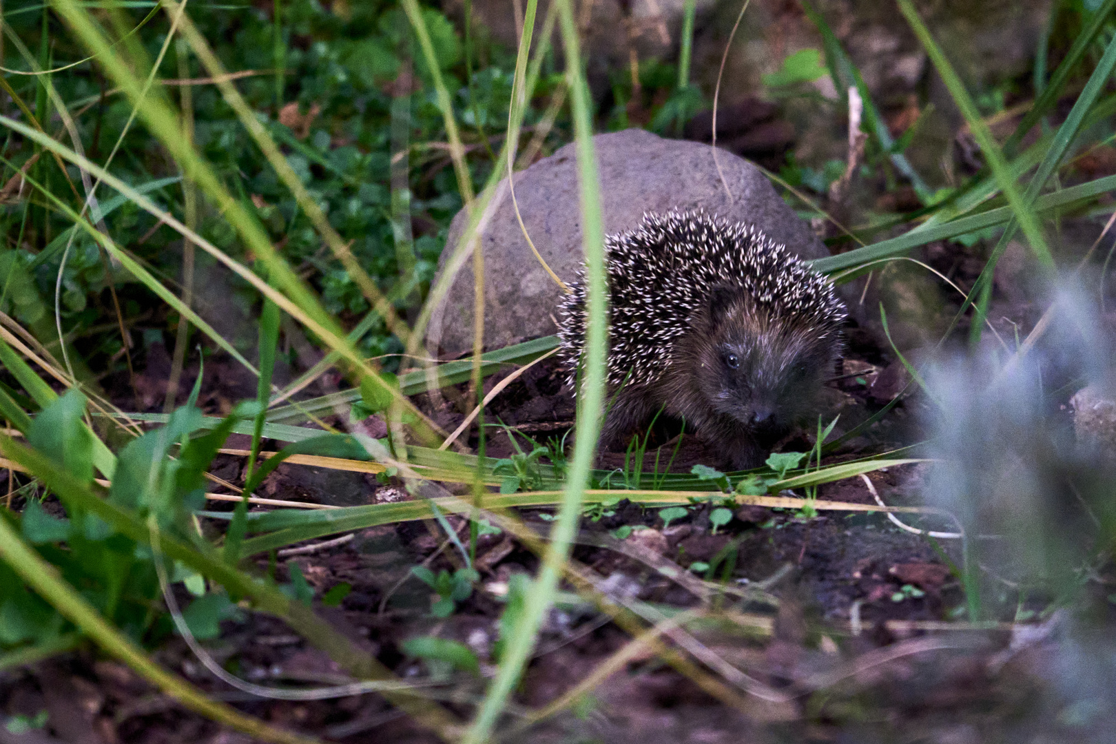 Igel auf Futtersuche