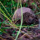 Igel auf Futtersuche