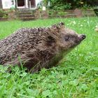 Igel auf Futtersuche