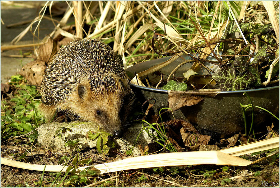 Igel auf Futtersuche