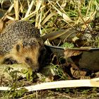 Igel auf Futtersuche