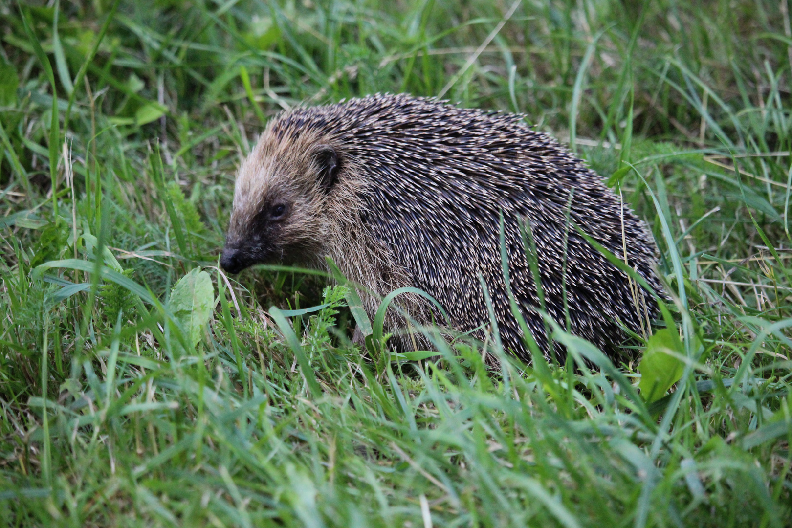 Igel auf Grünfläche