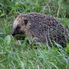 Igel auf Grünfläche