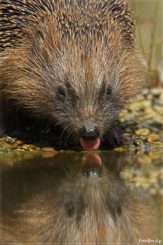 Igel auf Herbstspatziergang