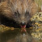 Igel auf Herbstspatziergang