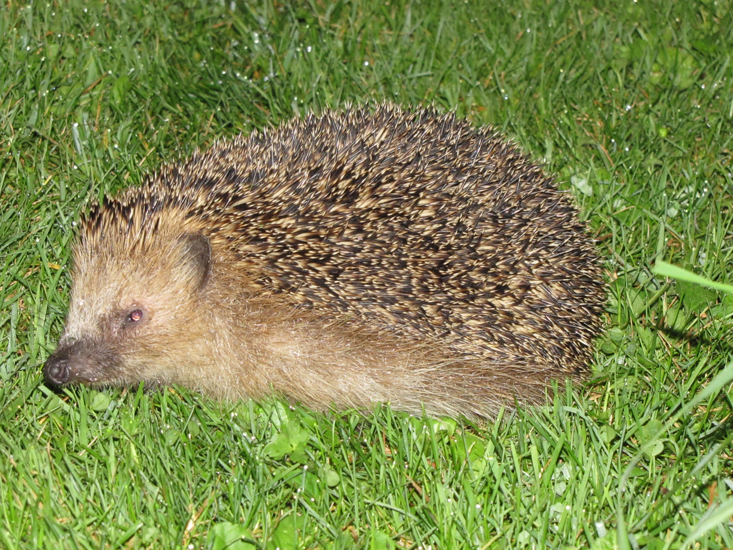 Igel auf nächtlichem Streifzug