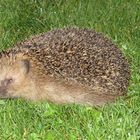 Igel auf nächtlichem Streifzug