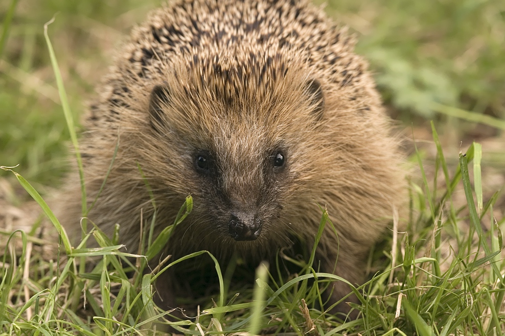 Igel auf Nahrungssuche