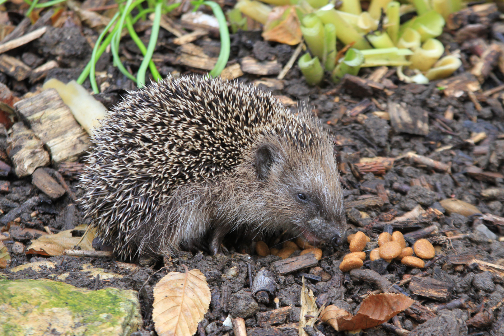 Igel auf Nahrungssuche