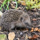 Igel auf Nahrungssuche