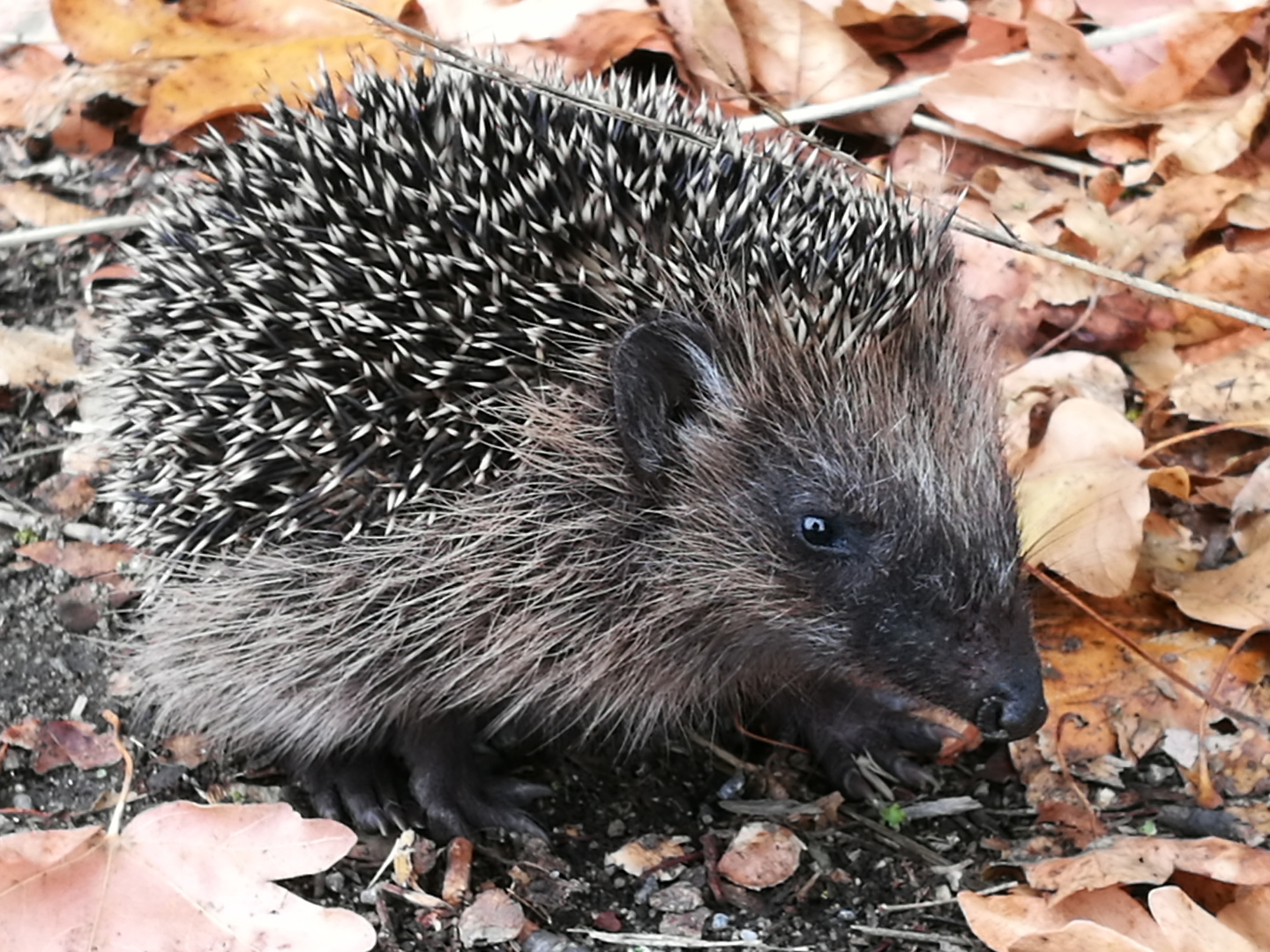 Igel auf Nahrungssuche