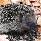 Igel auf Nahrungssuche