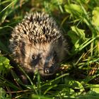 Igel auf Quartiersuche