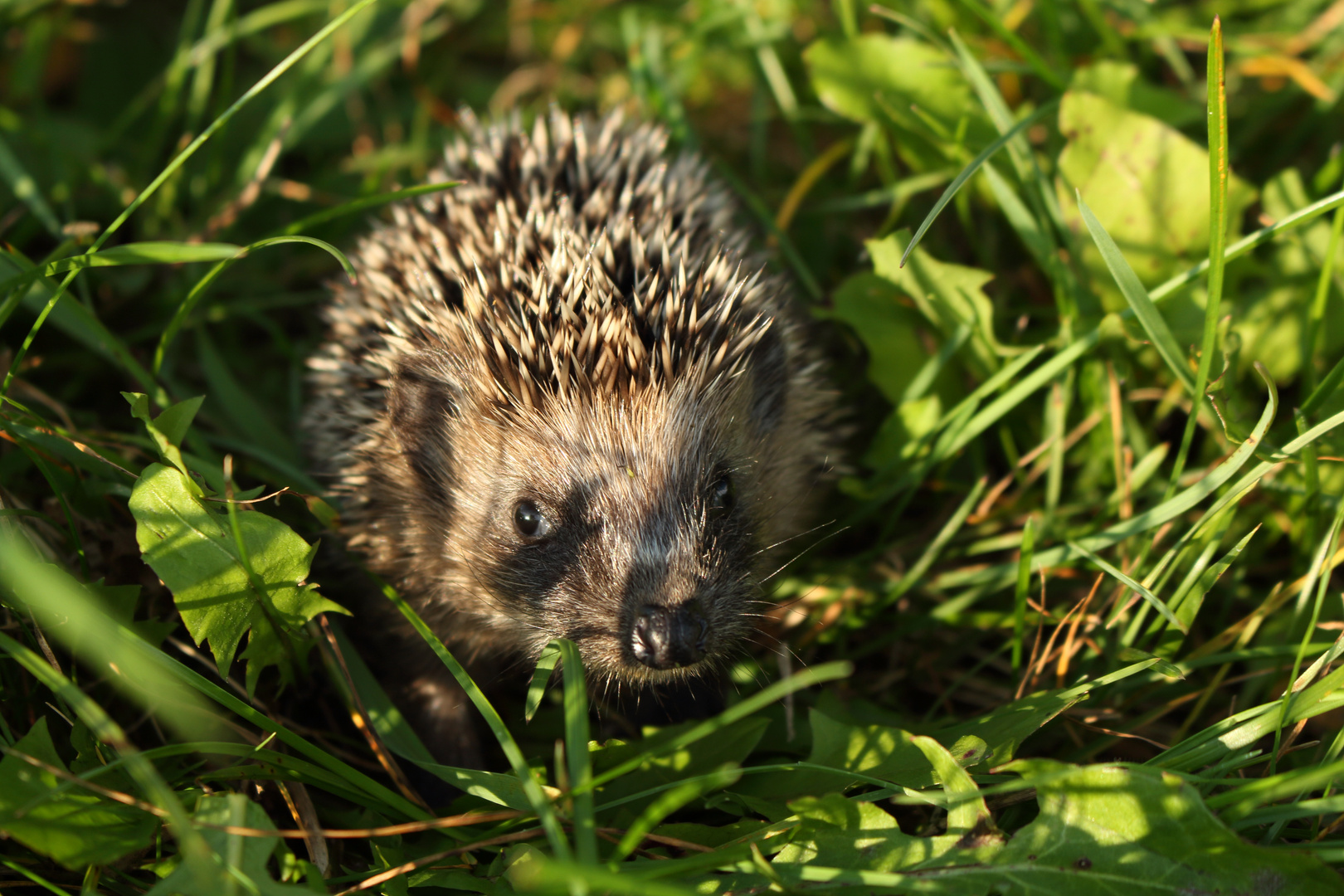 Igel auf Quartiersuche die 2te