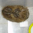 Igel auf Rücken