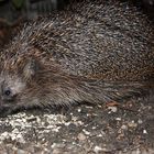 Igel auf Streifzug