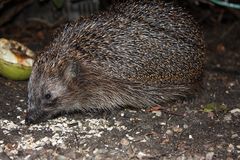 Igel auf Streifzug