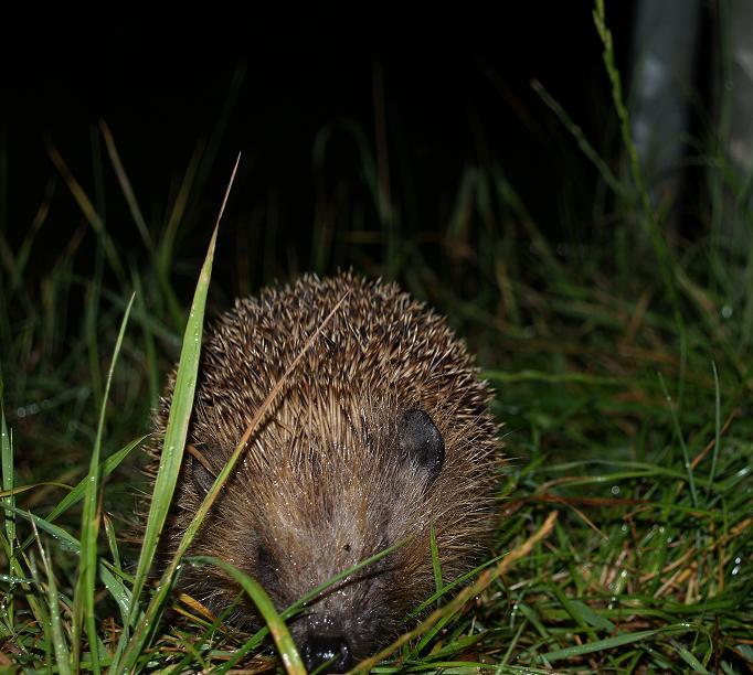 Igel auf Wanderschaft