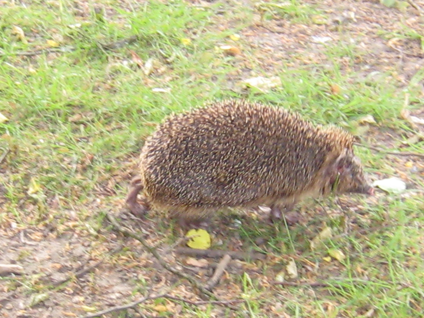 Igel auf Wanderschaft