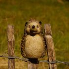 Igel auf Zaun :)