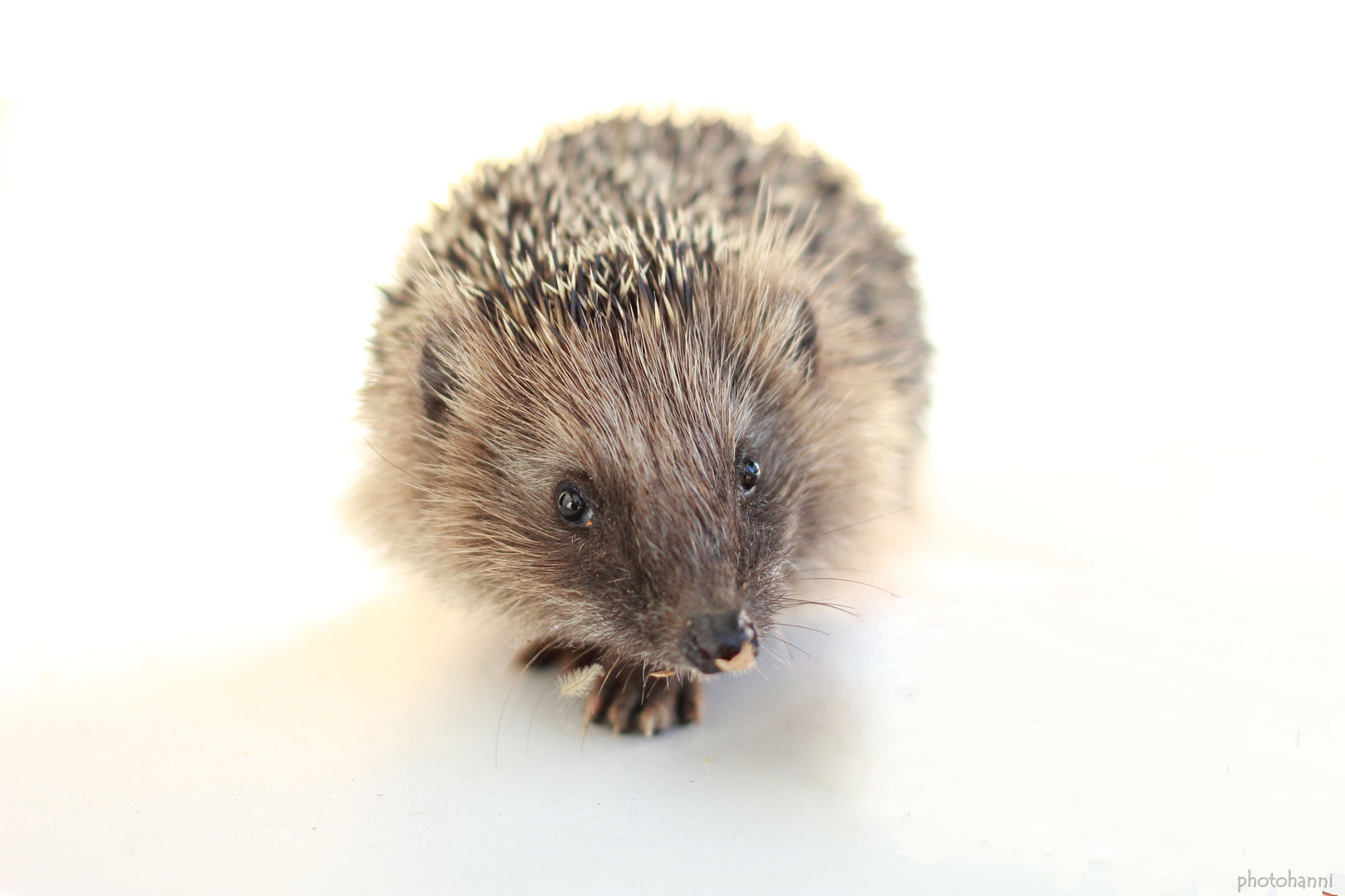 Igel