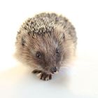 Igel