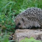 Igel