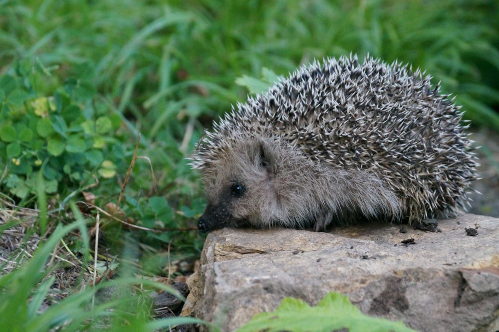 Igel