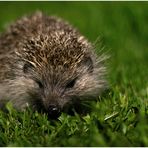 igel