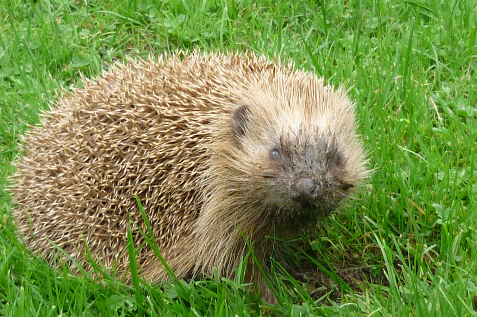 Igel