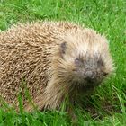 Igel