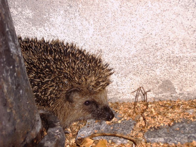 Igel