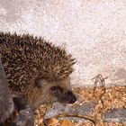 Igel