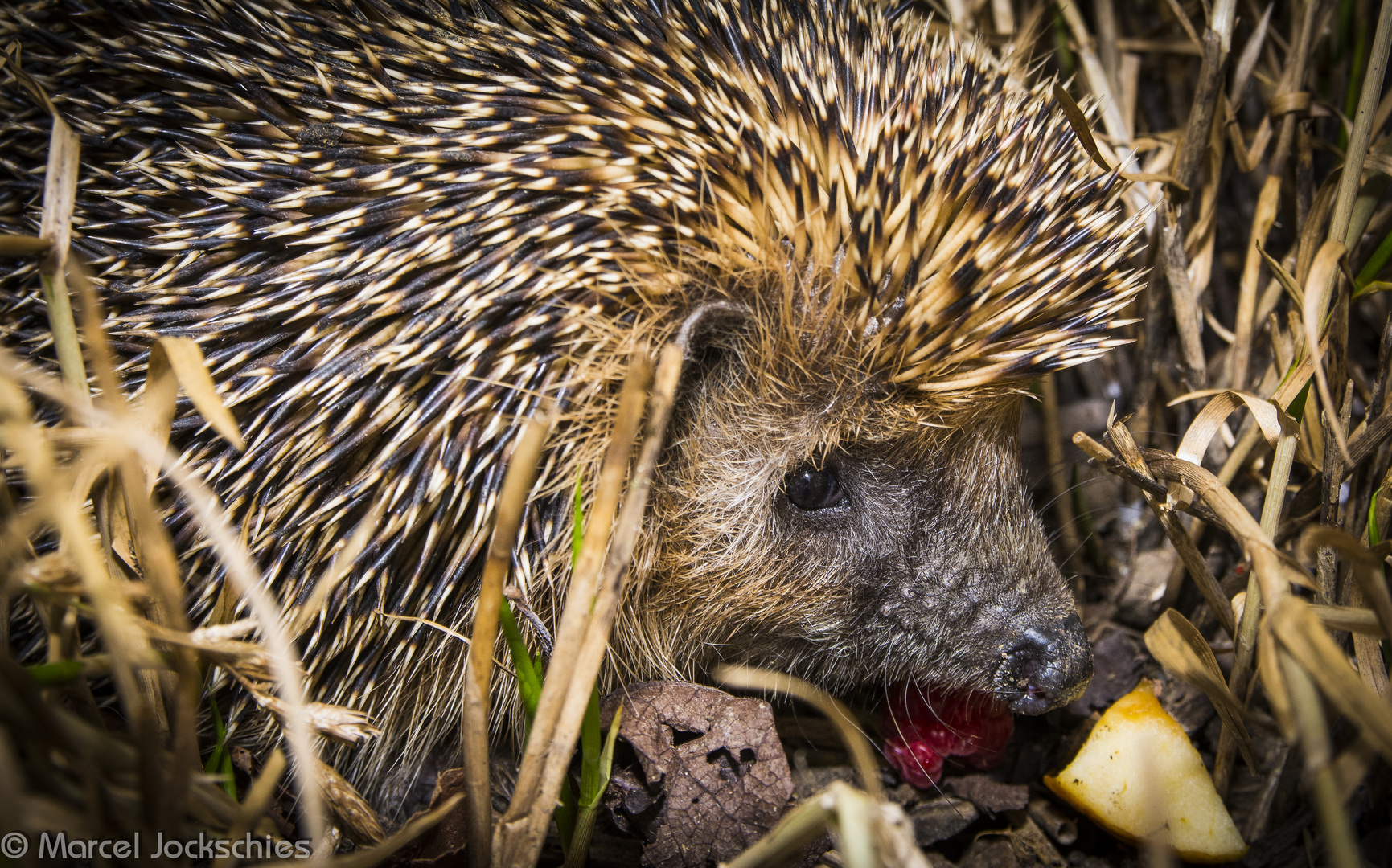 Igel