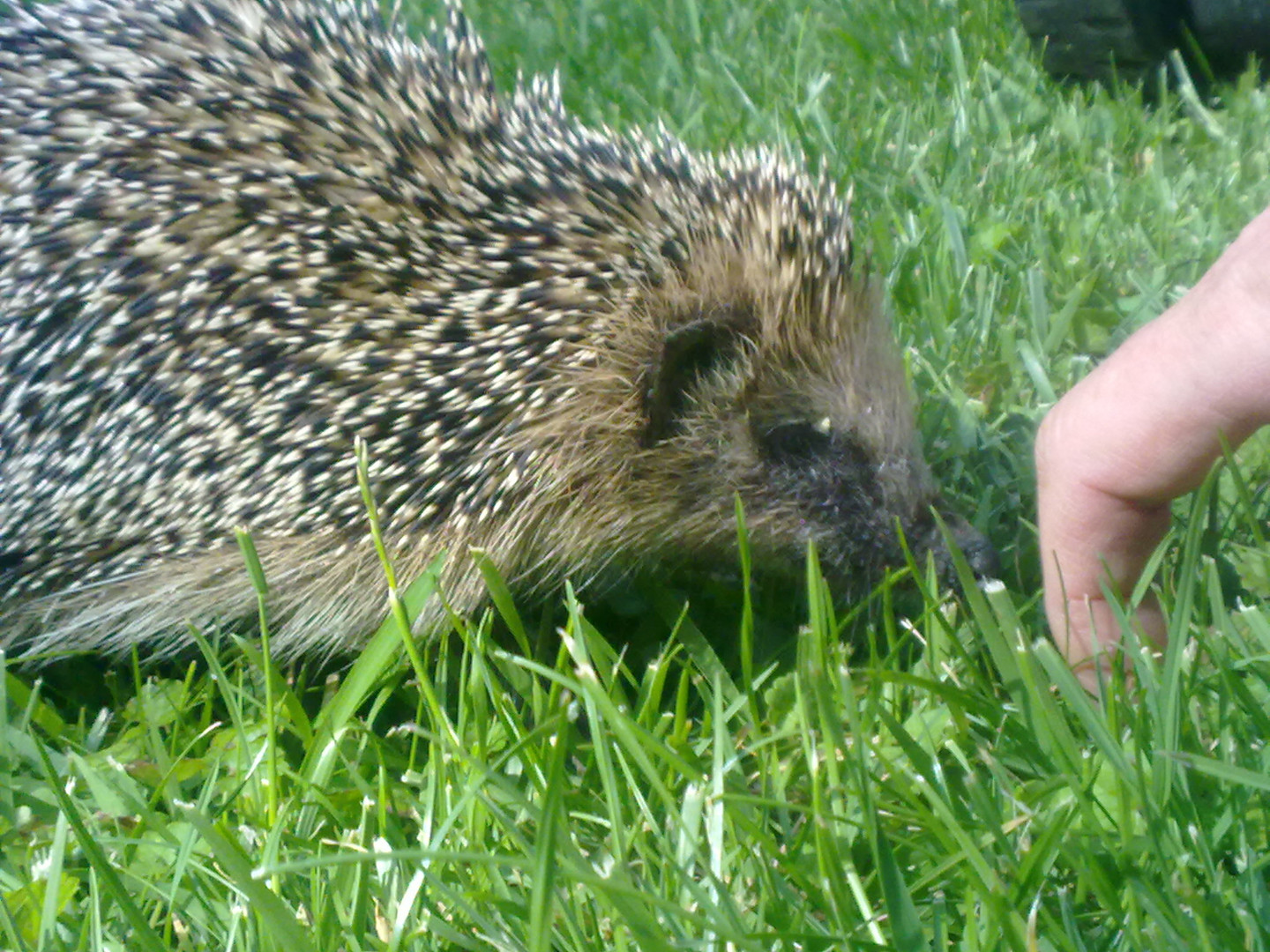 Igel