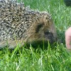 Igel